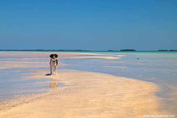 Dog walking on Key West sandbar