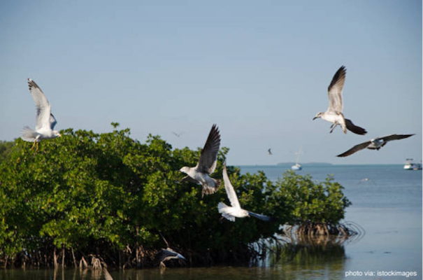 Key West Mangroves and Wildlife