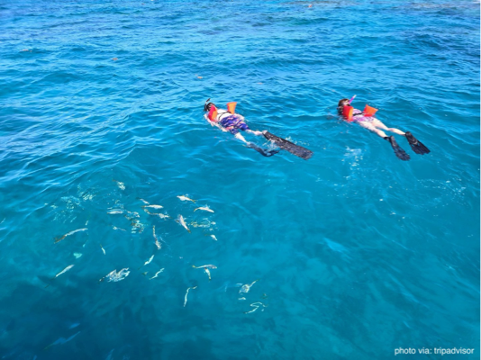 Snorkeling in Key West water